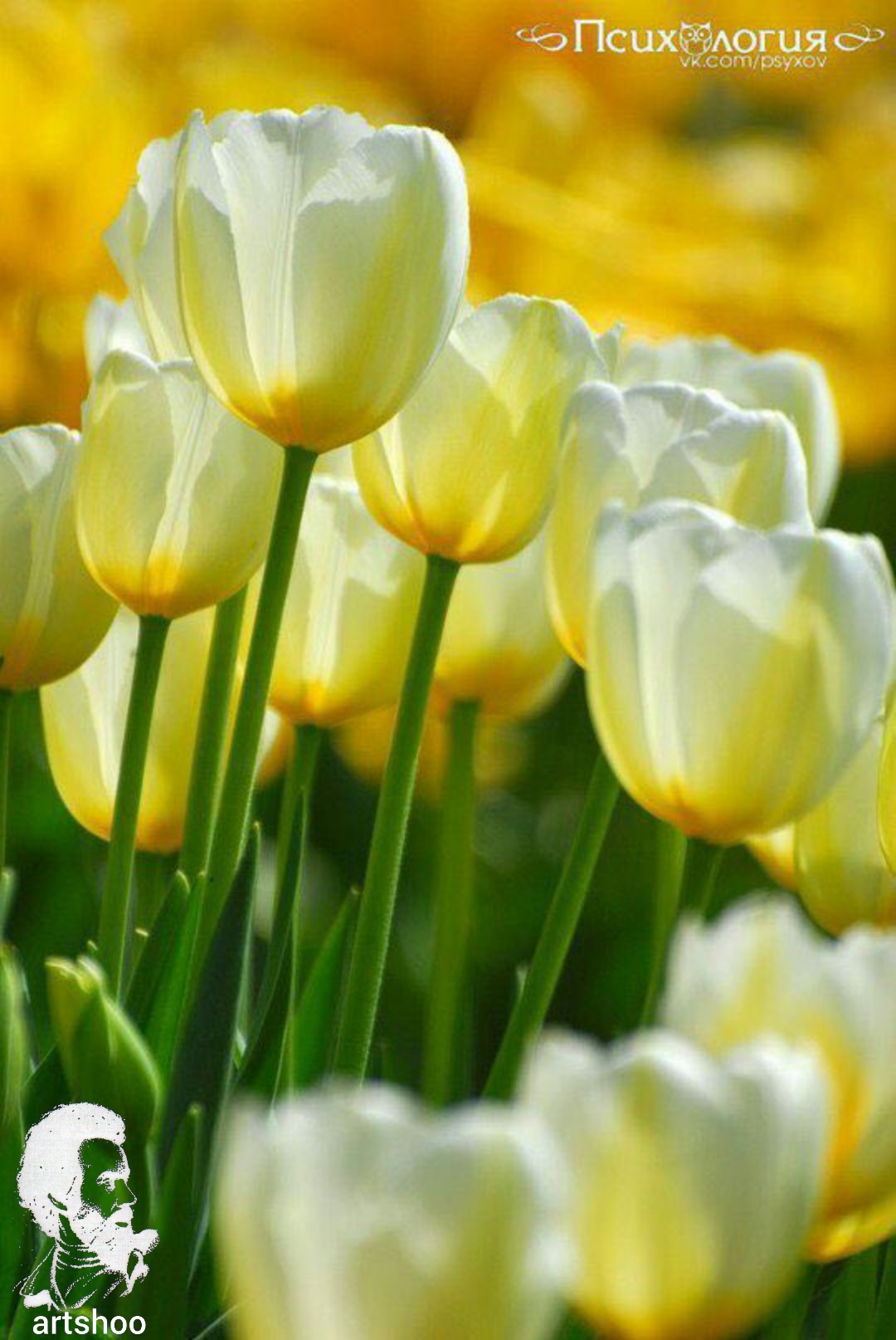 گل اورژینال رنگ روغن